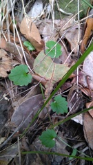 Lobelia trigonocaulis