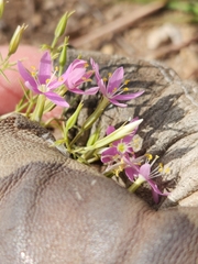 Zeltnera beyrichii