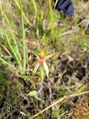 Caladenia caudata