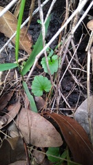 Lobelia trigonocaulis