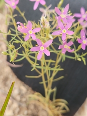 Zeltnera beyrichii