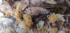Arcyria obvelata