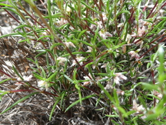 Laxmannia orientalis