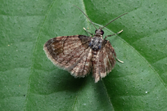 Axinoptera orphnobathra