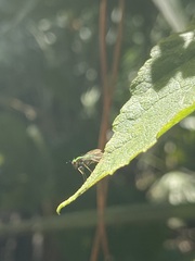 Condylostylus comatus