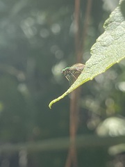 Condylostylus comatus