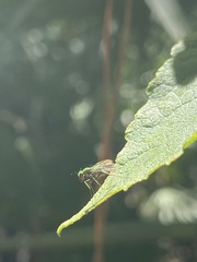 Condylostylus comatus