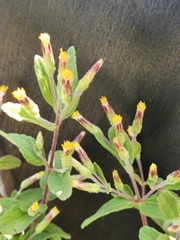 Brickellia cylindracea