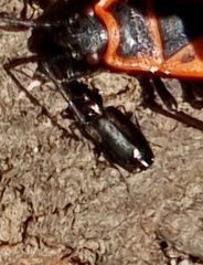 Microlestes