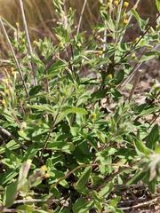 Brickellia cylindracea