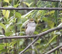 Ammodramus aurifrons