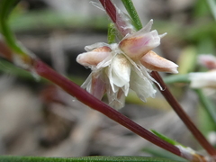 Laxmannia orientalis