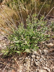 Brickellia cylindracea