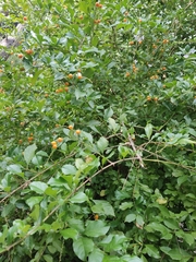 Duranta erecta