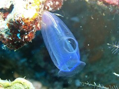 Rhopalaea