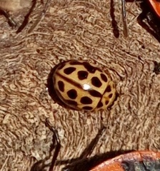 Tytthaspis sedecimpunctata