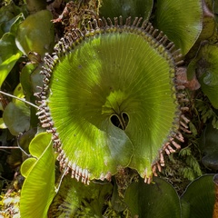 Hymenophyllum nephrophyllum