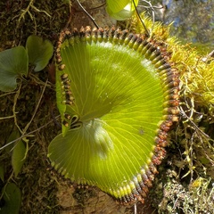Hymenophyllum nephrophyllum