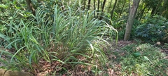 Poaceae