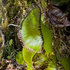 Hymenophyllum nephrophyllum