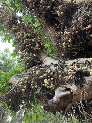 Ficus sycomorus