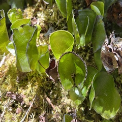 Hymenophyllum nephrophyllum