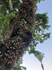 Ficus sycomorus