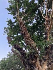 Ficus sycomorus