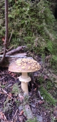 Amanita augusta