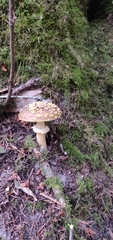 Amanita augusta