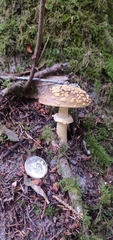 Amanita augusta
