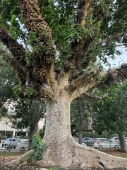 Ficus sycomorus