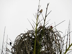 Passer diffusus stygiceps