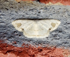 Scopula pedilata