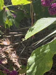 Condylostylus comatus