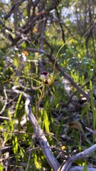 Caladenia tentaculata