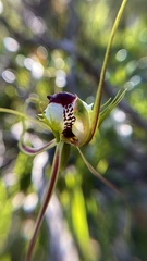 Caladenia tentaculata