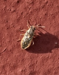 Brachycarenus tigrinus