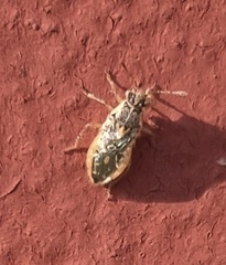 Brachycarenus tigrinus