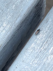 Oxycarenus hyalinipennis