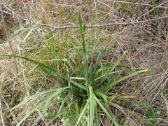 Arthropodium milleflorum