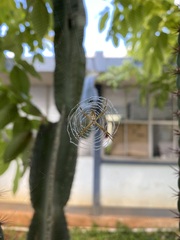 Argiope argentata