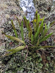 Lepisorus thunbergianus