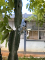 Argiope argentata