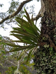 Lepisorus thunbergianus