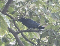 Crotophaga major