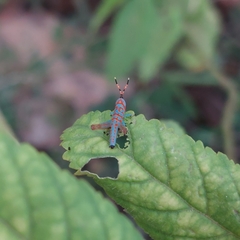 Catantopinae