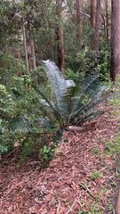 Lepidozamia peroffskyana