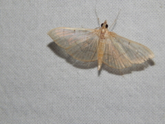 Poliobotys ablactalis