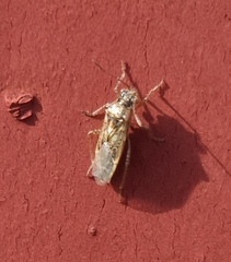 Brachycarenus tigrinus